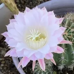 マロン★プロフ必読様 リクエスト 3点 まとめ商品