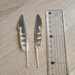 オカメインコの羽 2本セット 約11cm