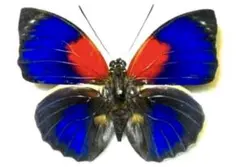 2025年最新】アグリアス 蝶 の人気アイテム - メルカリ