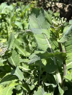 ゆき様専用です。新鮮野菜詰め合わせです。