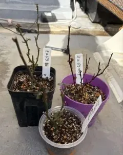 ミニバラ 白 赤 ピンク 3色 花苗