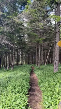 カカシ様　専用