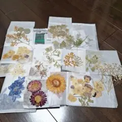 押し花セット ふしぎな花倶楽部