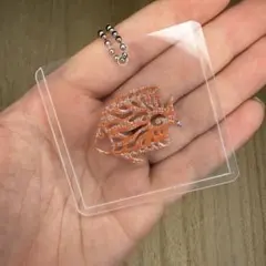 手作りのカラフルな魚のアート（キーホルダー付き）