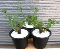 【早い者勝ち】センナメリディオナリス ボコ肌 鉢ごと発送⭕️ 早い者勝ち】センナメリディオナリス ボコ肌 鉢ごと発送⭕️ - メルカリ