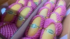 大人気！タイ産ピンクマンゴー10kg 甘い 大人気！タイ産ピンクマンゴー10kg 甘い - メルカリ