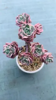 ラブリーローズ錦 虹斑入り レア 多肉植物 エケベリア 写真ニの嫁接木