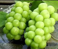 2025年最新】シャインマスカット苗木の人気アイテム - メルカリ