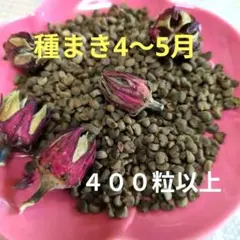 ハイビスカスローゼル種　赤