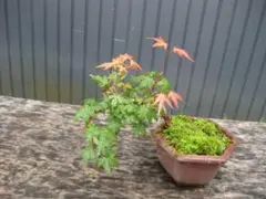 2026年最新】山採り もみじの人気アイテム - メルカリ
