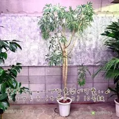 2025年最新】シェフレラ 大型の人気アイテム - メルカリ