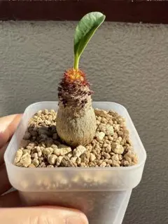 実生 ユーフォルビア ラメナ 塊根植物 コーデックス 多肉植物 - メルカリ