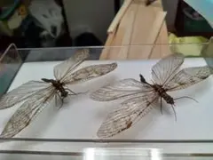 ヘビトンボ 標本 2025年最新】ヘビトンボ 標本の人気アイテム - メルカリ