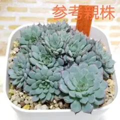 2025年最新】ビンセントカトーの人気アイテム - メルカリ