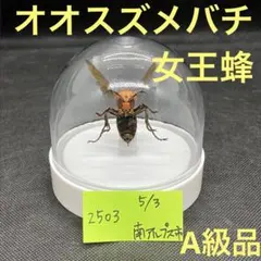 ハチ 標本 透明ケース入り ハチ 標本 透明ケース入り