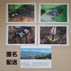 Item thumbnail for item 2943eec3-4e0c-435c-b583-40af65e759da