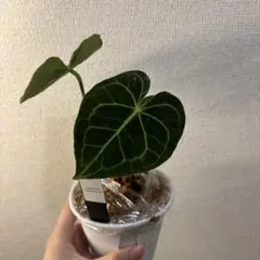 Alocasia アロカシア ヴェノム 白勝ち 抜き苗 - メルカリ