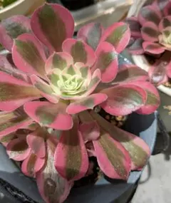 多肉植物 アエオニウム 紅富士錦 トップ カット苗 - メルカリ