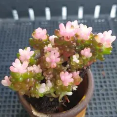 ★レッドベリー錦２苗⑪★抜き苗★セダム★多肉★多肉植物★寄せ植え★