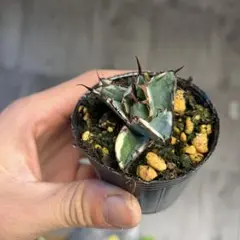 2025年最新】アガベ ブラック&ブルー 錦の人気アイテム - メルカリ