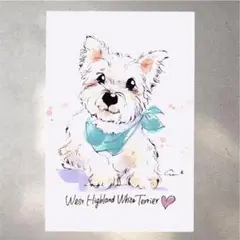 イラスト 原画 ポストカード 絵 【ウエストハイランドホワイトテリア】223