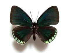 蝶標本　ルリマルバネカラスシジミ　♂　ペルーのサムネイル