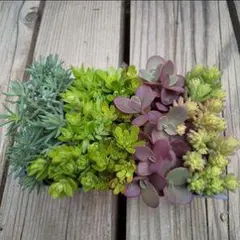 多肉植物 群生型 植物