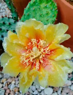 輸入苗 opuntia cymochila djf933 オプンチア サボテン - メルカリ