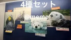 激レア！！ 鳥羽水族館 ラッコ メイちゃん お誕生日 （22歳）記念