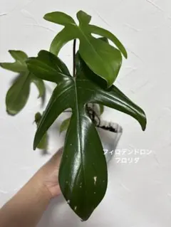フィロデンドロンフロリダ　フィロデンドロン　観葉植物　抜き苗のサムネイル