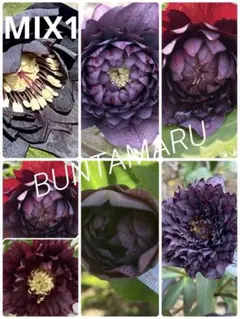 2025年最新】クリスマスローズ クレオパトラの人気アイテム