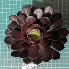 79 #観葉植物 アエオニウム錦❤️花月夜錦❤️1大頭12cm 拔き苗 - メルカリ
