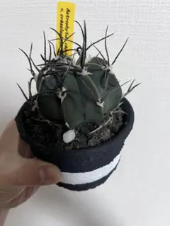 2026年最新】left botanicalの人気アイテム - メルカリ