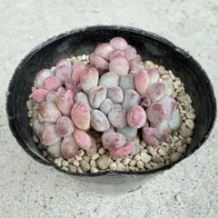 2026年最新】星美人 多肉の人気アイテム - メルカリ