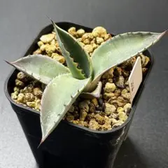 ミズタニ様 リクエスト 2点 まとめ商品