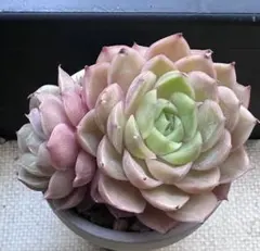 シ*ー様 No.c820新品種　オンスロー錦　エケベリア　多肉植物　撮影12月8