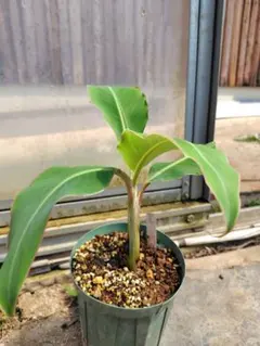 斑入りドワーフナムワ　希少バナナ苗④ 斑入りドワーフナムワ 希少バナナ苗④ 国華園オンラインショップ