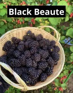 ブラックベリー取り木苗