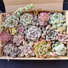 多肉植物　寄せ植えセット　詰め合わせ　エケベリア　セダム