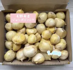 長野県産 ジャンボニンニク 1.4kgのサムネイル