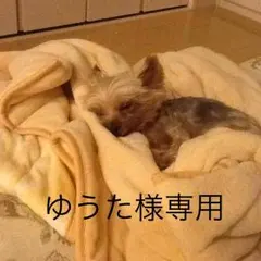 ゆうた様専用ページ