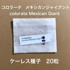 2025年最新】メキシカンジャイアントの人気アイテム - メルカリ