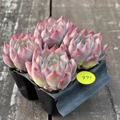 はるふう様 リクエスト 3点 まとめ商品