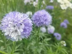 ✿花の種✿ギリア3種の種のサムネイル