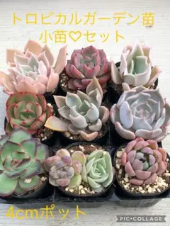 多肉永遠苗♡小苗セット - メルカリ
