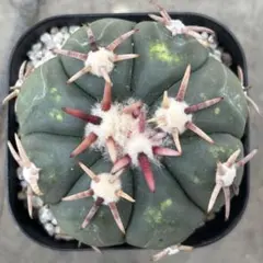 花王丸　短刺　実生 Yahoo!オークション - サボテン 短太刺 花王丸 実生 エキノ