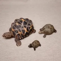 ペットバンク　ホシガメ　シュライヒ　ゾウガメ