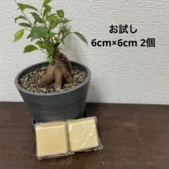 【柑橘エキス入り廃油石鹸】無添加エコせっけん✳︎上履き・食器洗い・お掃除に✳︎のサムネイル