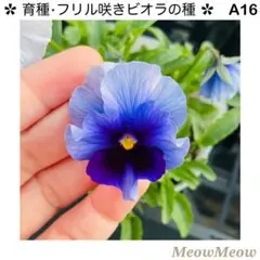 toshiko様 リクエスト 3点 まとめ商品