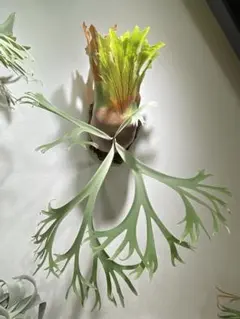 2025年最新】大株 ビカクシダの人気アイテム - メルカリ